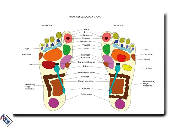 Foot Reflexology Chart - Educational Wall Art