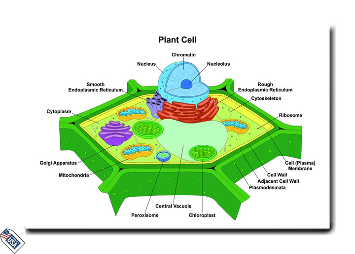 Plant Cell Structure - Educational Wall Art