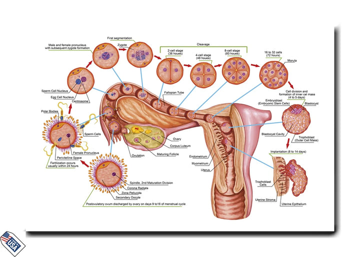 Human Fertilization and Embryonic Development - Educational Wall Art