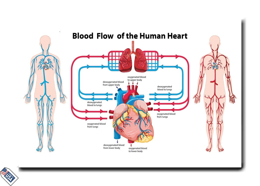 Blood Flow of the Human Heart - Educational Wall Art
