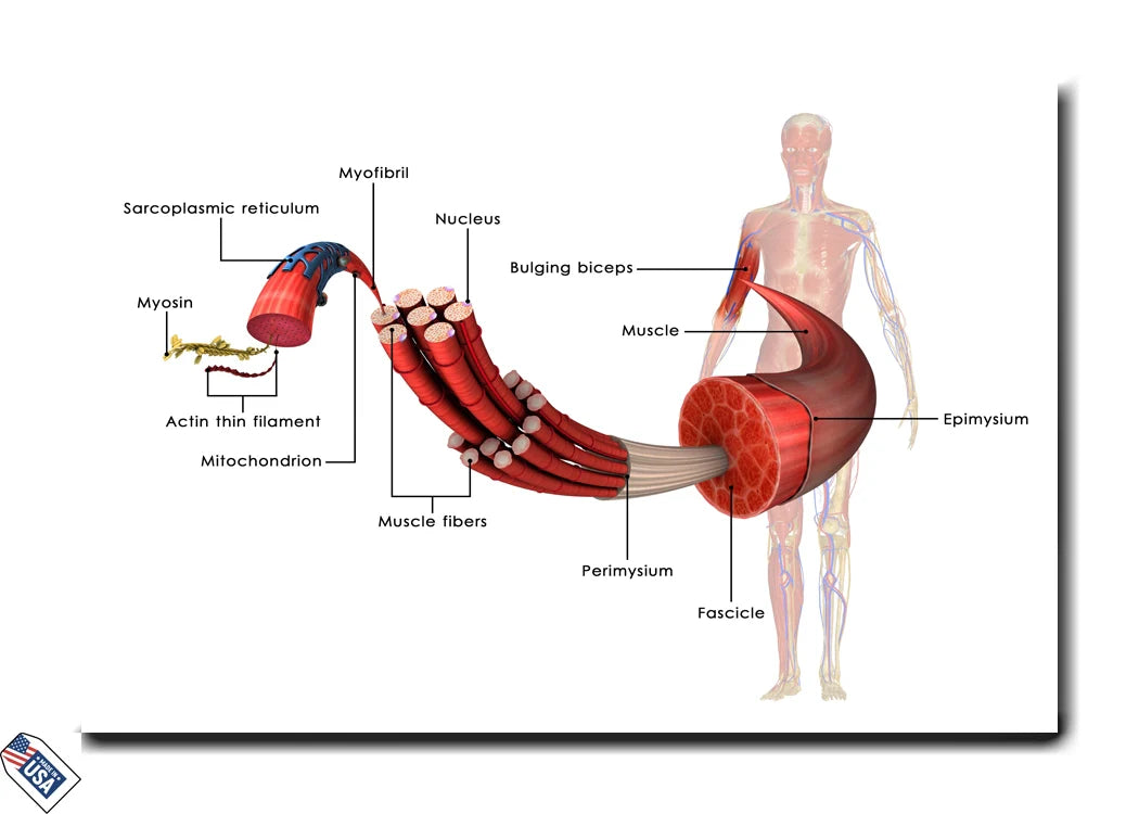 Skeletal Muscle Anatomy - Educational Wall Art