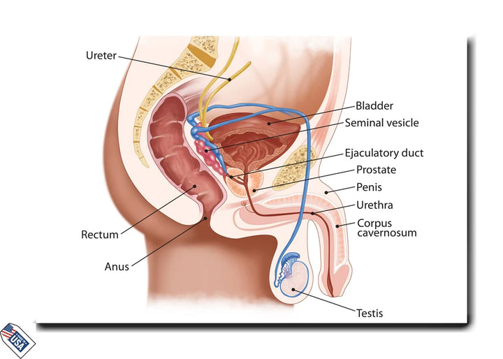 Male Reproductive System - Educational Wall Art