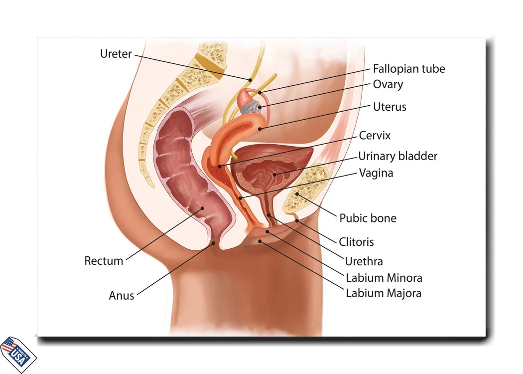 Female Reproductive System - Educational Wall Art