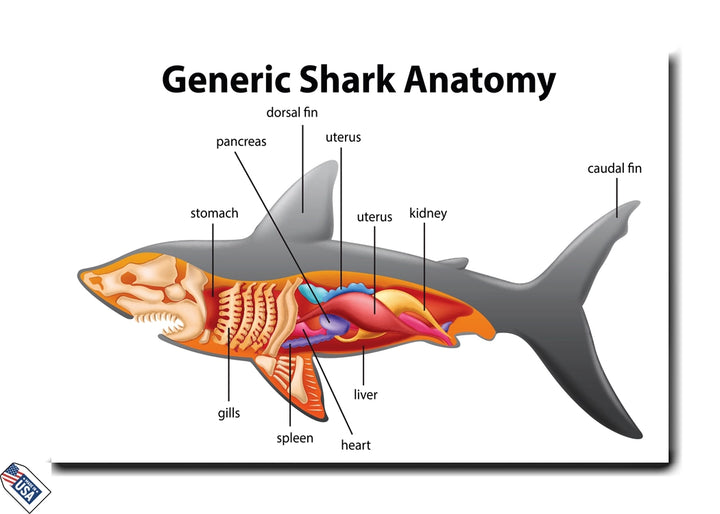 Generic Shark Anatomy - Educational Wall Art