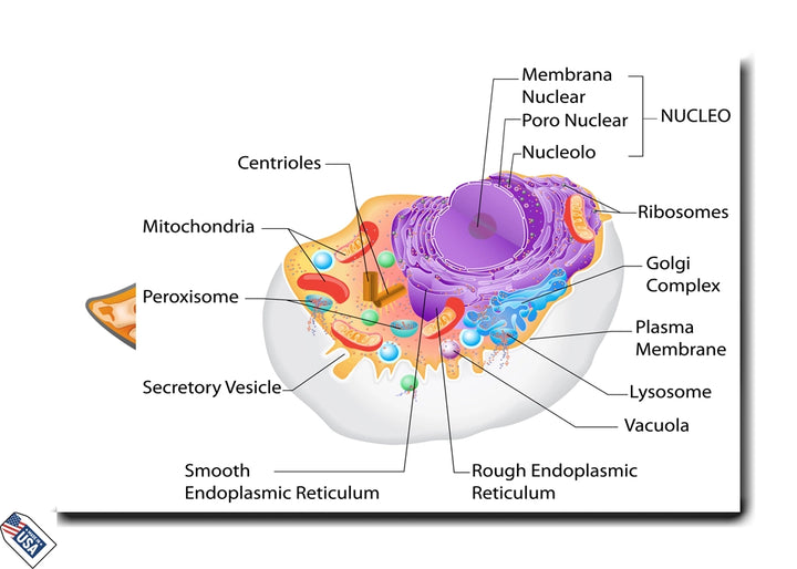 Animal Cell Structure - Educational Wall Art