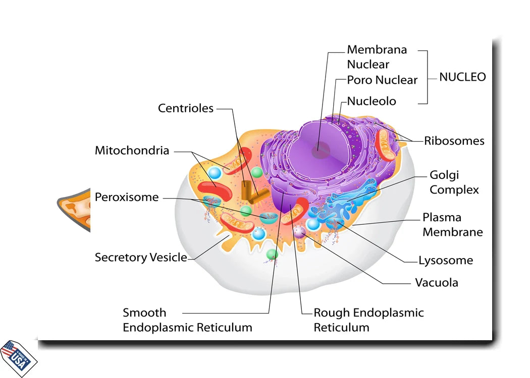 Animal Cell Structure - Educational Wall Art