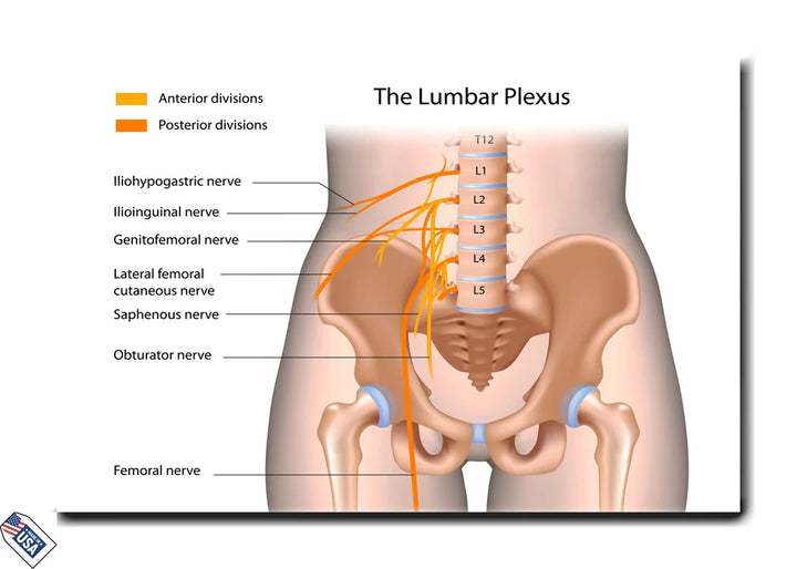 The Lumbar Plexus - Educational Wall Art