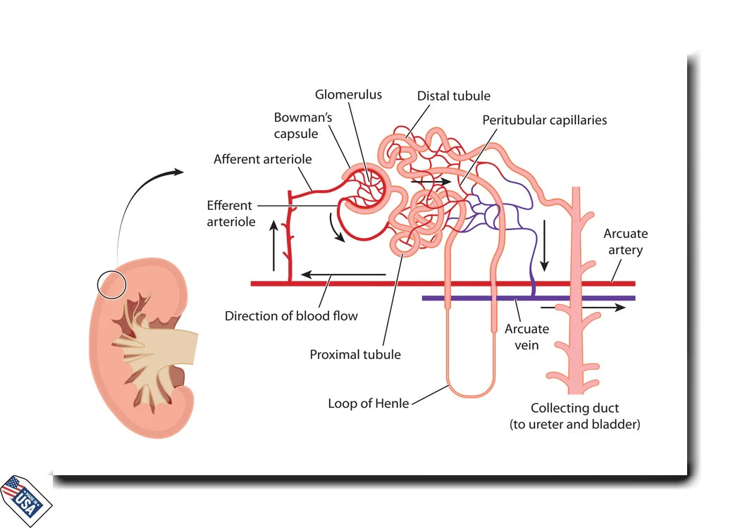 Renal System Function - Educational Wall Art