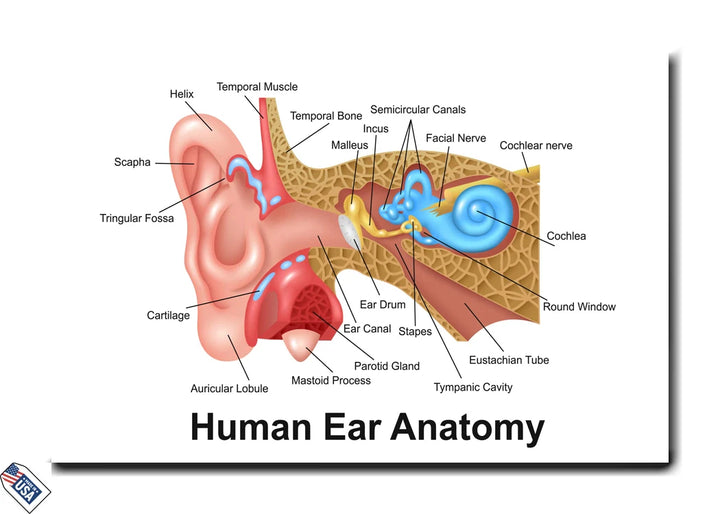 Human Ear Anatomy - Informative Wall Art