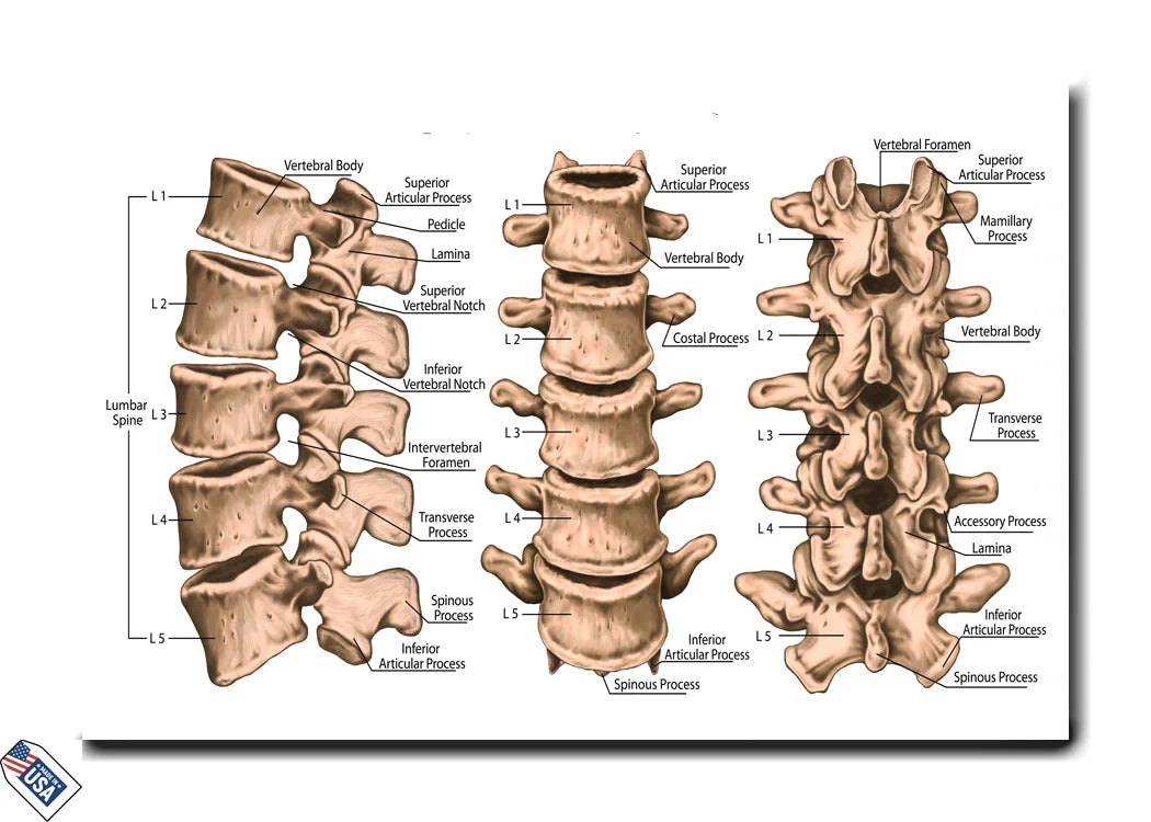 Lumbar Spine Anatomy - Detailed Educational Poster