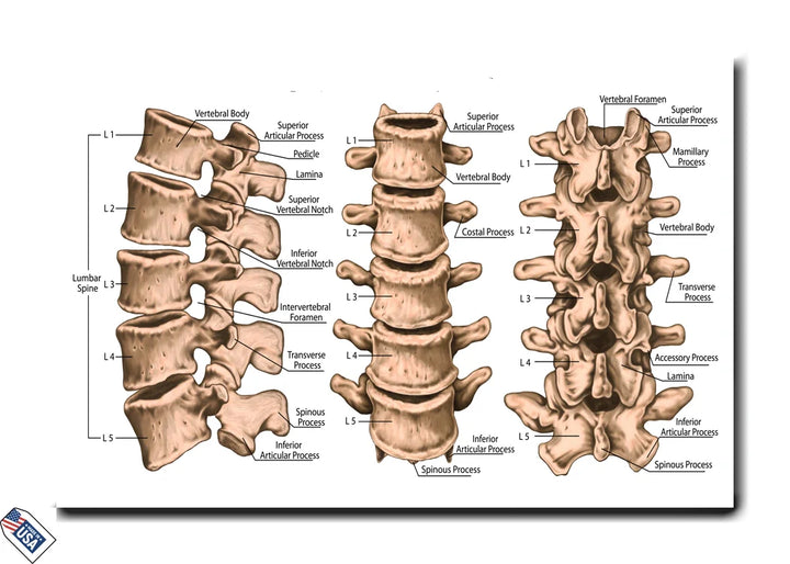 Lumbar Spine Anatomy - Detailed Educational Poster