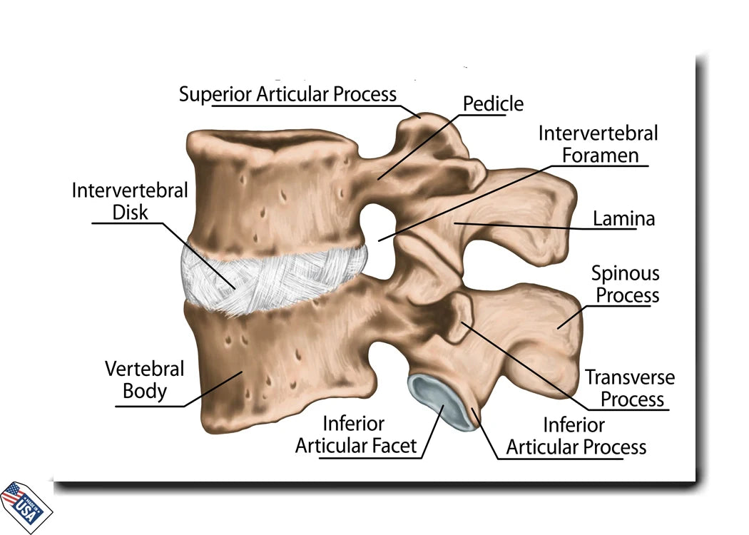 Single Vertebra Anatomy - Detailed Educational Poster