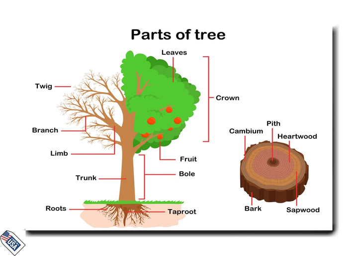 Parts of a Tree - Educational Diagram