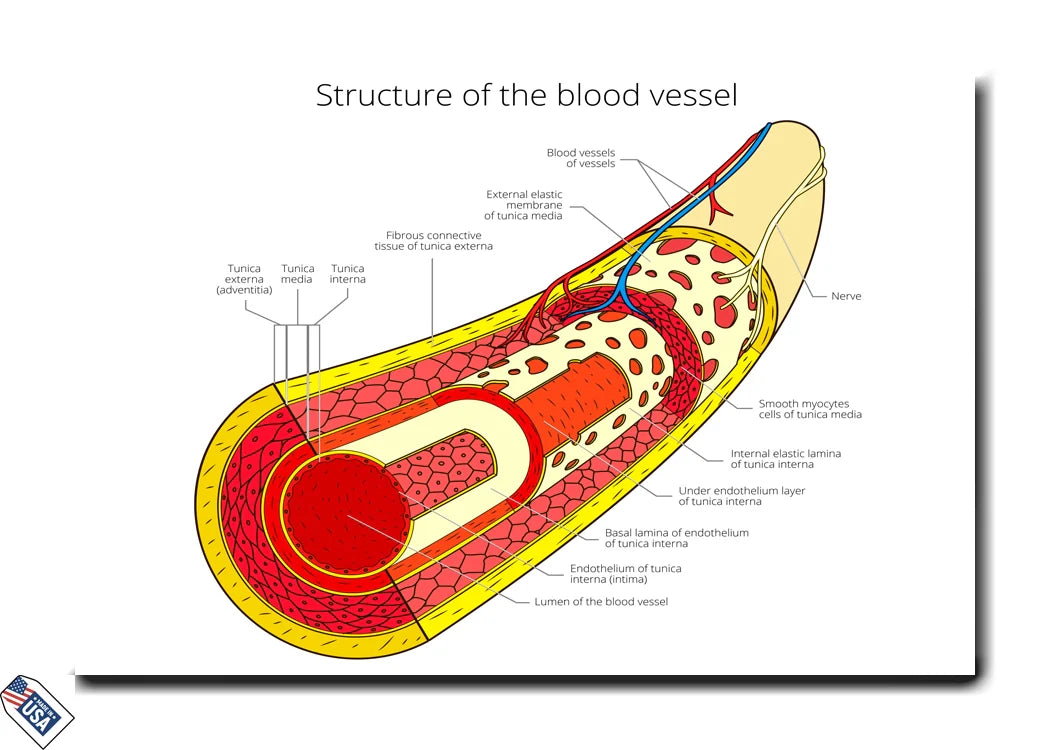 Blood Vessel Structure - Educational Poster