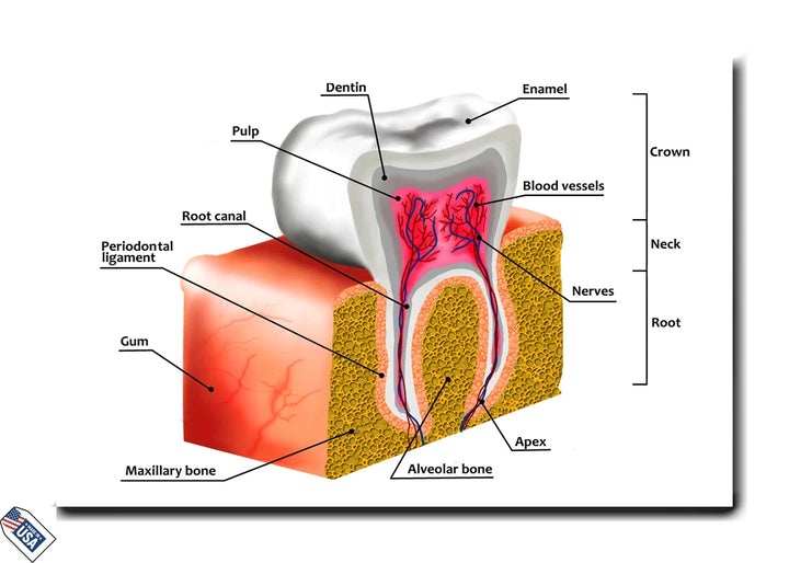 Tooth Anatomy - Educational Diagram