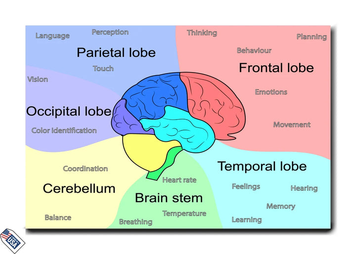 Brain Anatomy Functions - Educational Diagram