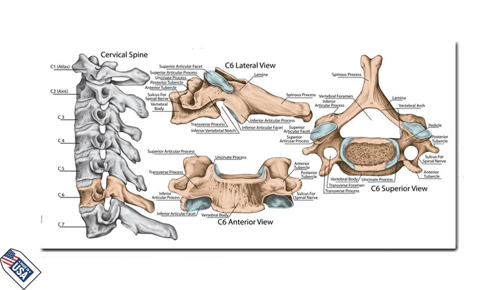 Cervical Anatomy - Educational Wall Art