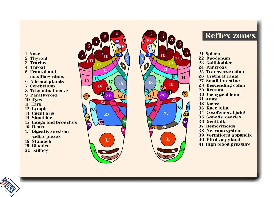 Reflexology Foot Chart - Reflex Zones Explained
