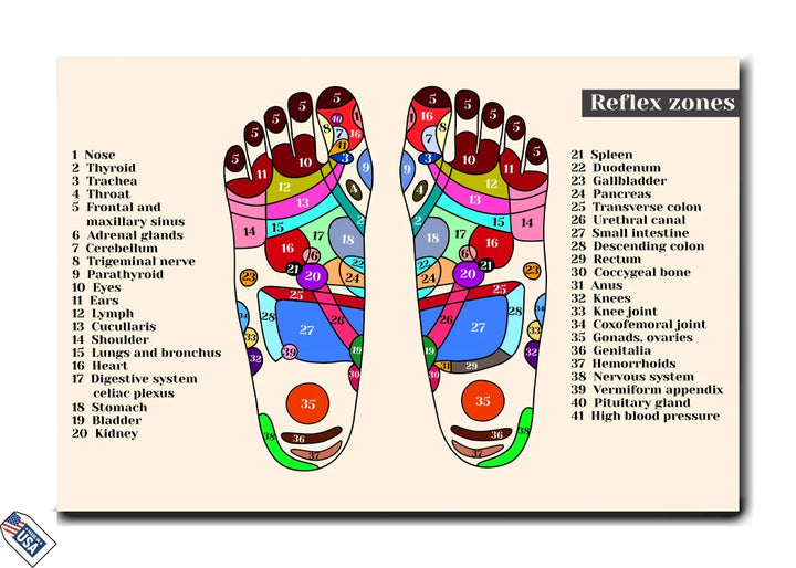 Reflexology Foot Chart - Reflex Zones Explained